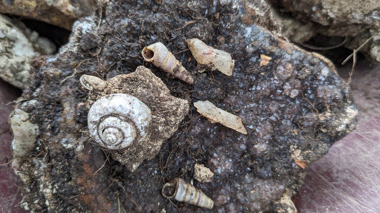 Crystal and shells found